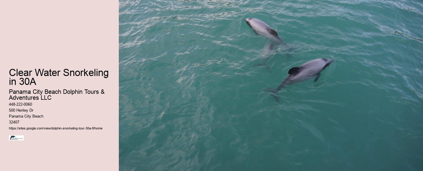 Dolphin Watching Cruise Near Me