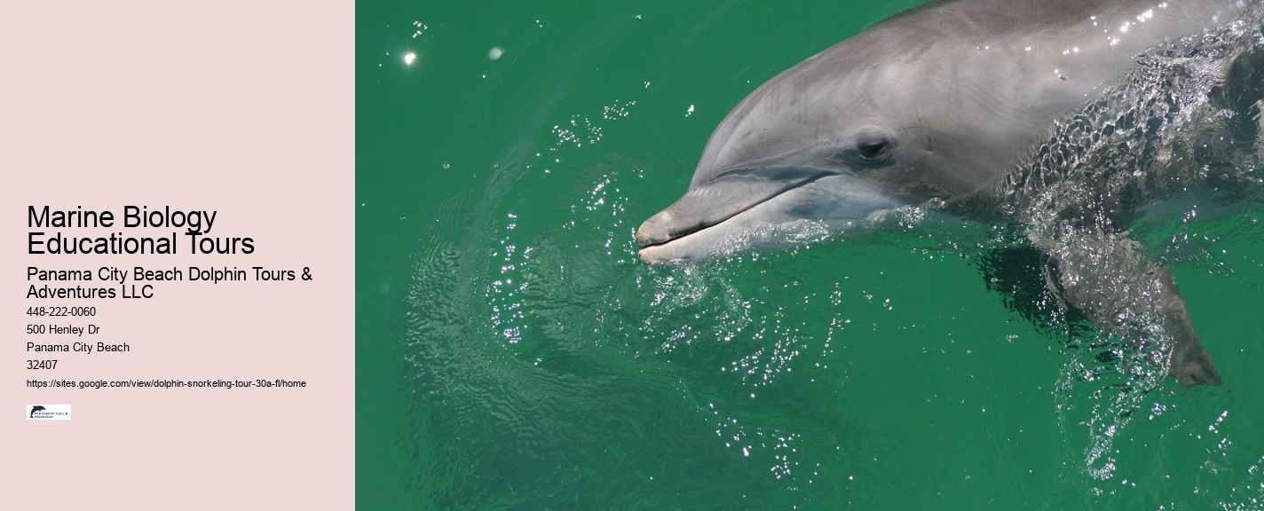 Dolphin and Snorkeling Tours Florida