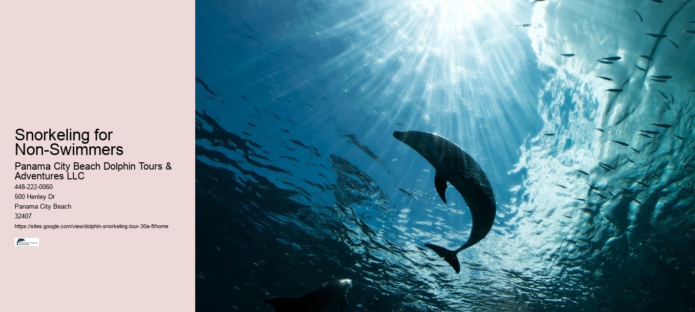 Dolphin Tours In Panama City Beach
