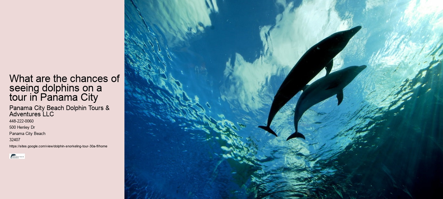 Where can you swim with wild dolphins in Florida