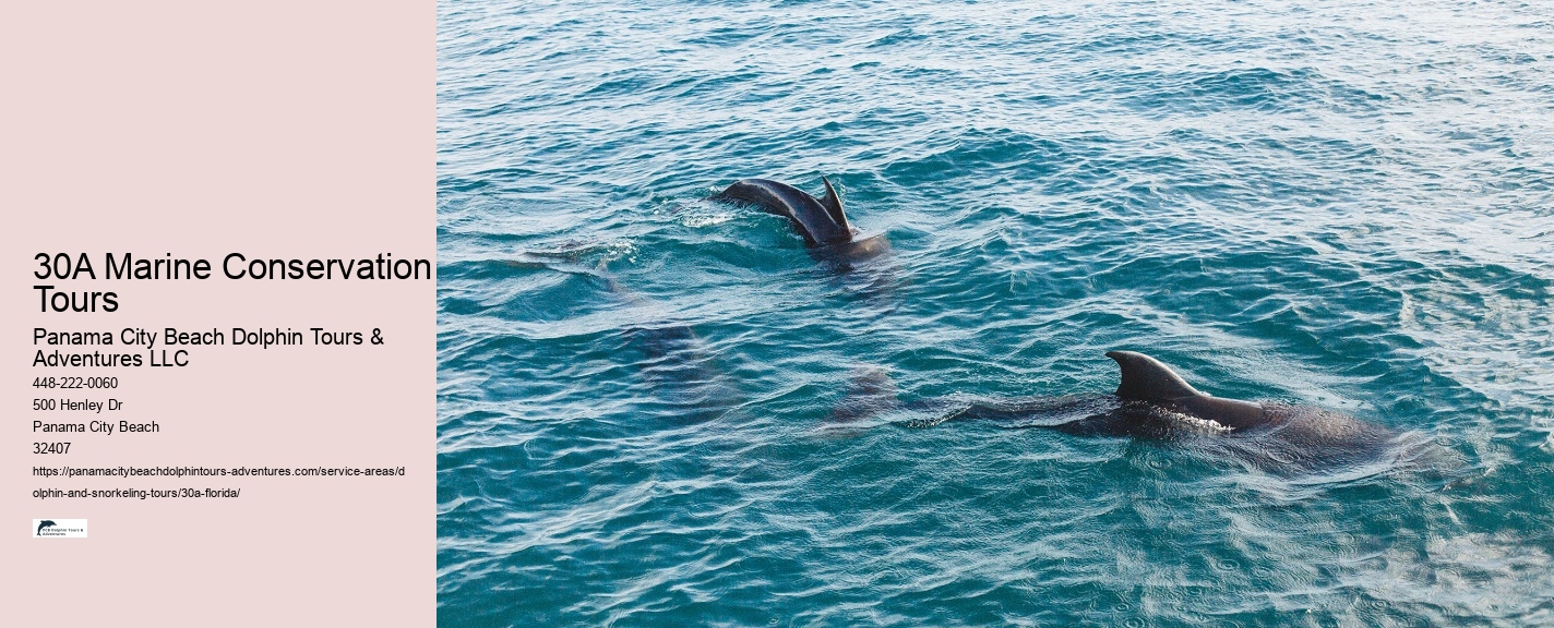 Dolphin Watching Near Me