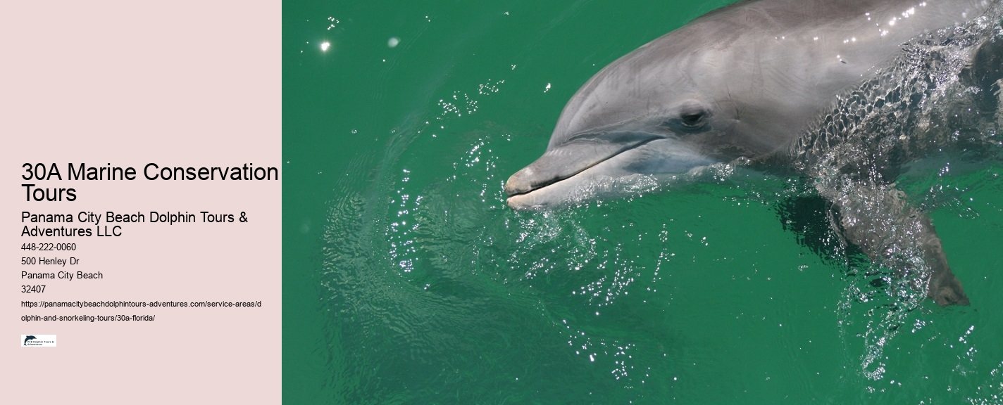 Closest Dolphin Tour Near Me
