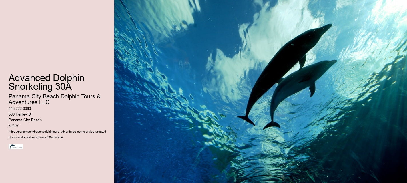 Boat Tour Dolphin