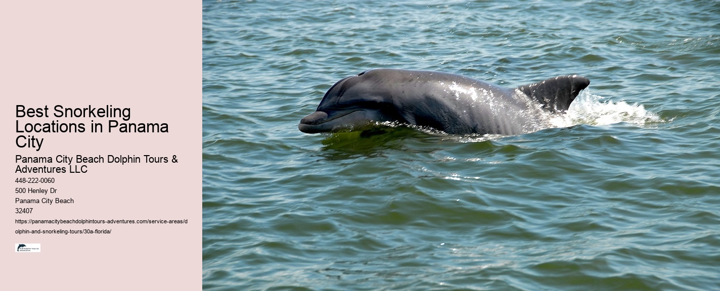 Dolphin Destin Florida