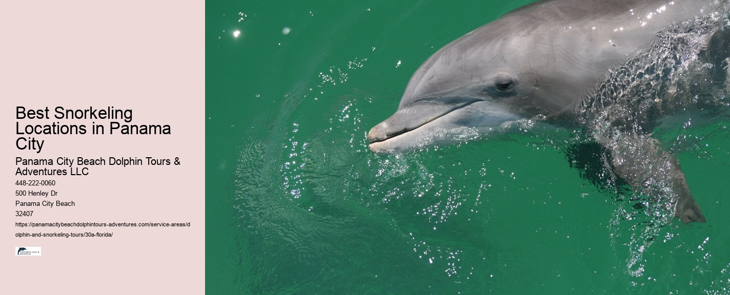 What Is A Dolphin Watch