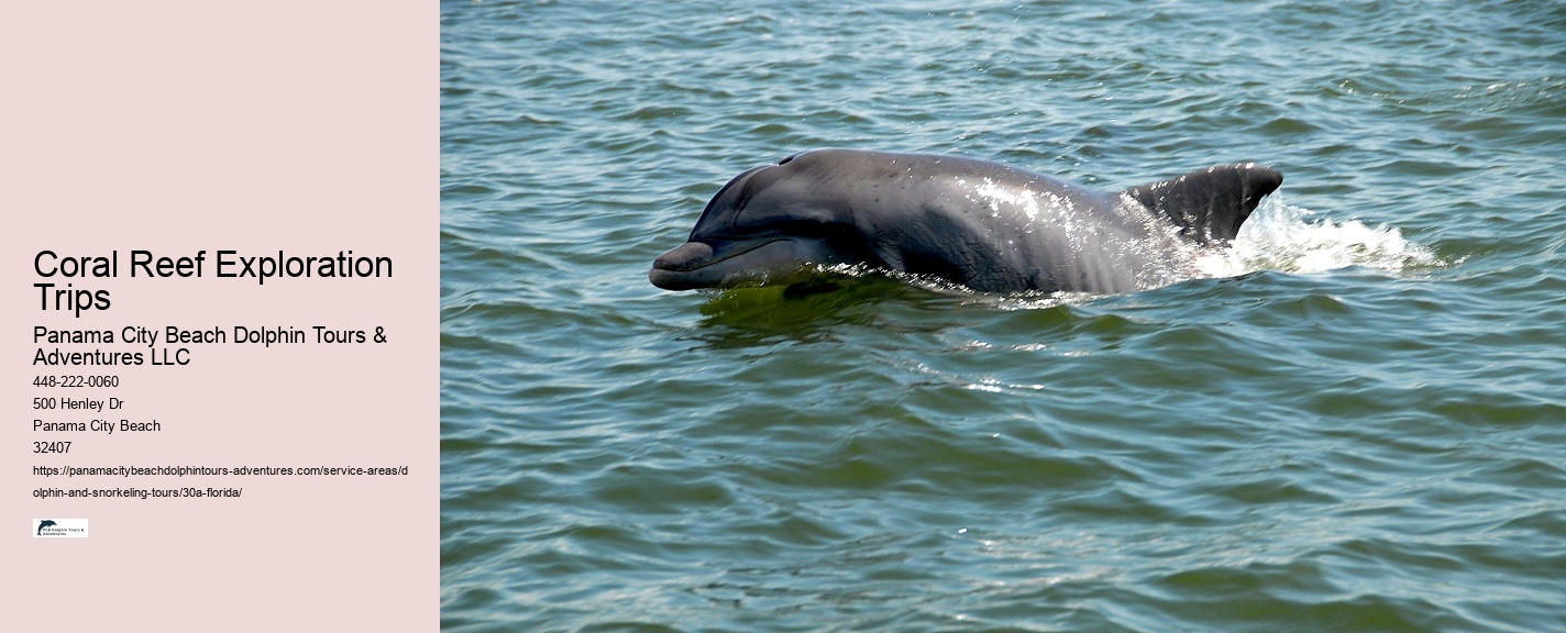 Panama City Dolphin Tours