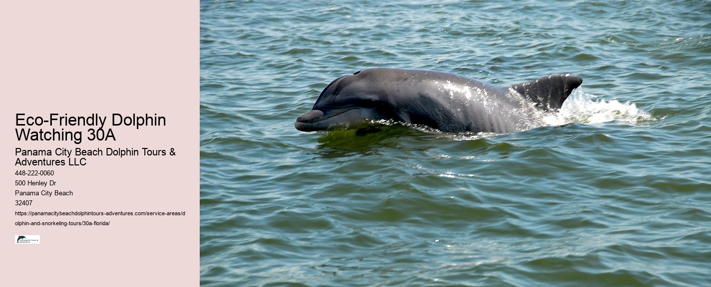 Boat Ride With Dolphins