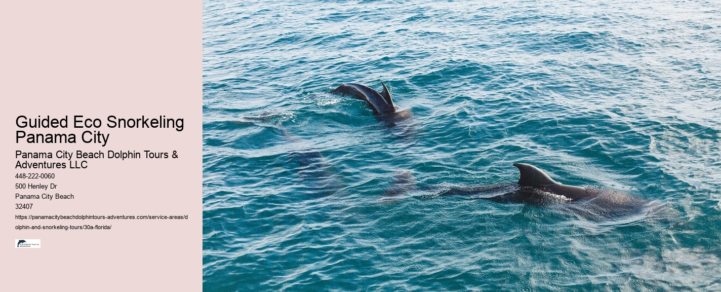 How To Watch A Dolphin Tale