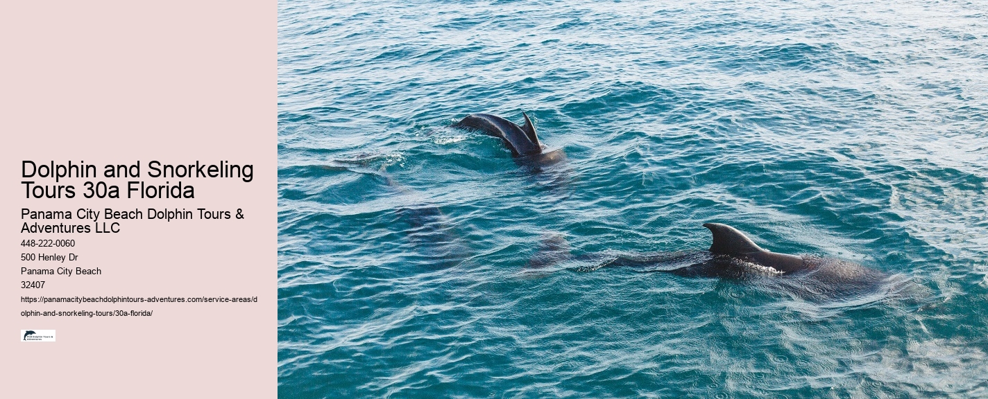 What should you not do while swimming with dolphins