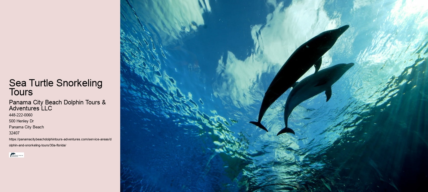 Sea Turtle Snorkeling Tours