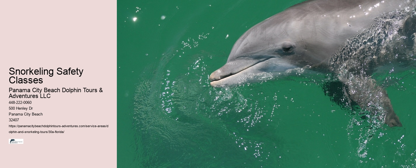 What time of day do dolphins come out