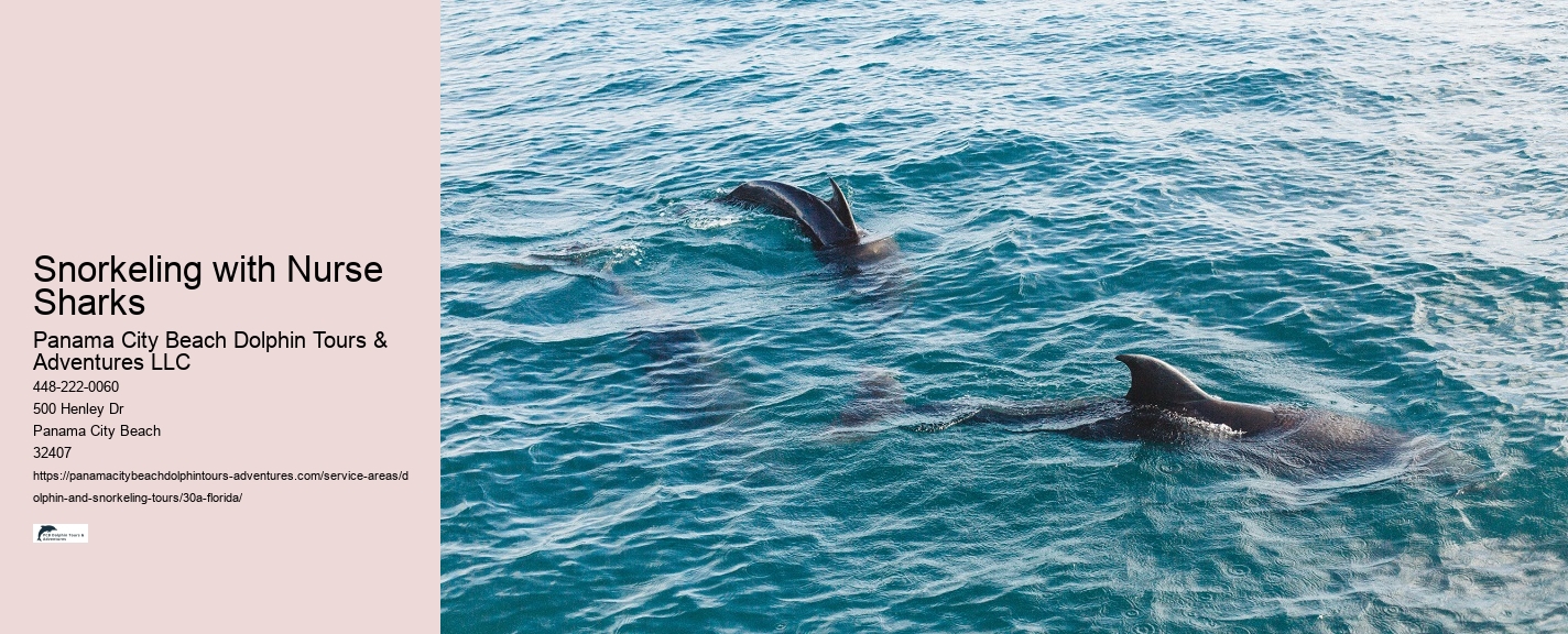 What month is best for dolphin watching
