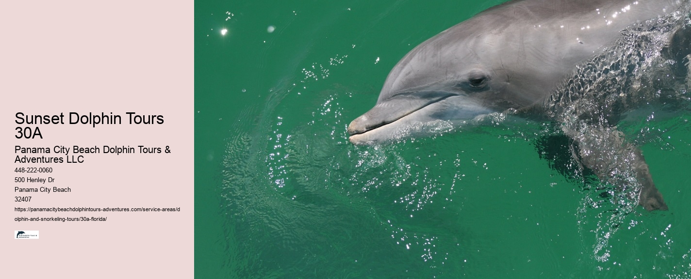 Dolphin Watching Cruise Near Me