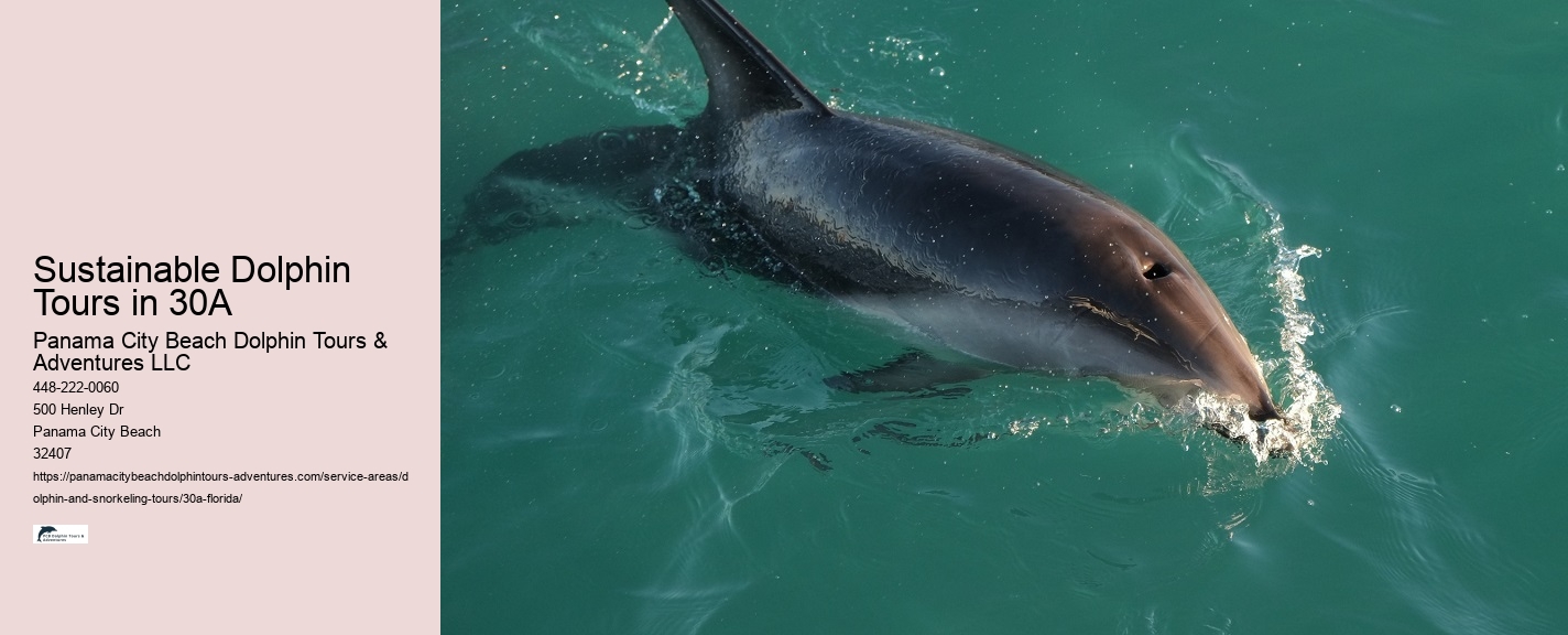 Dolphin Tours In Panama City Beach