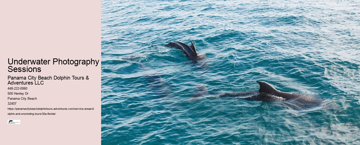 Tour Boat Dolphin Tours