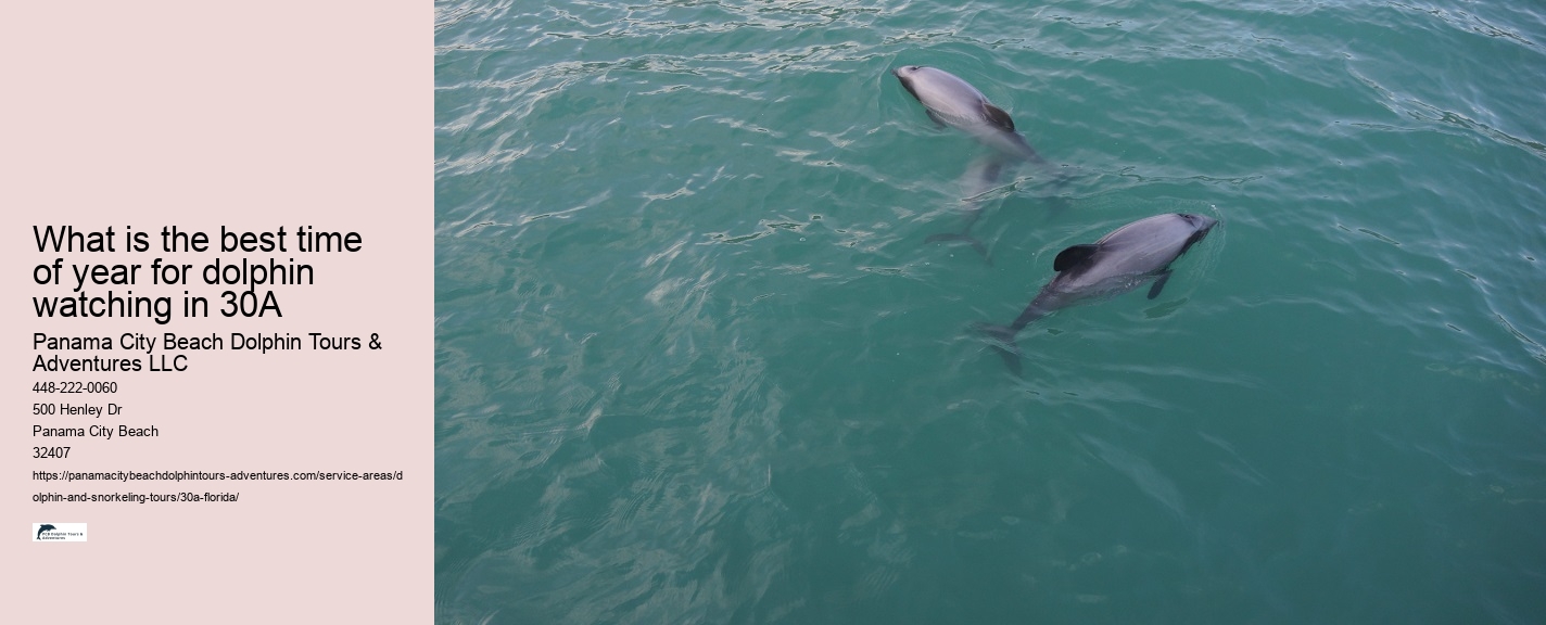 Boat Tour Dolphin