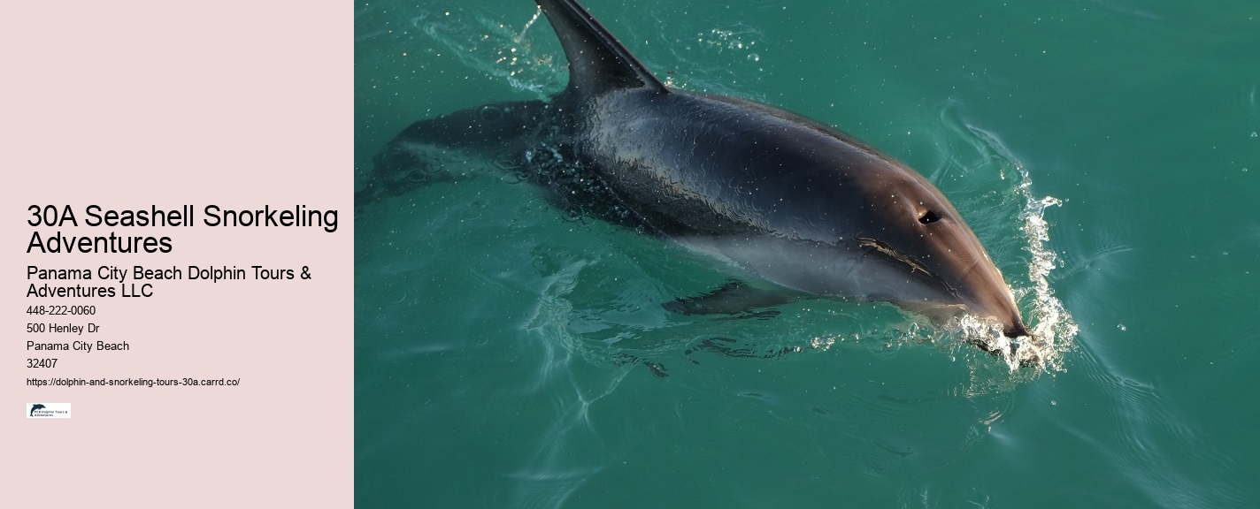 Panama City Beach Dolphin Encounters