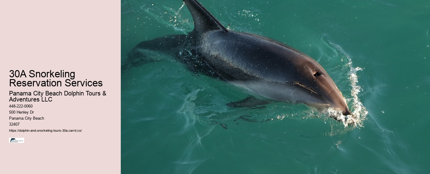 Dolphin Cruises