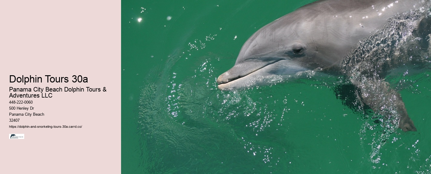 Dolphin Destin Florida