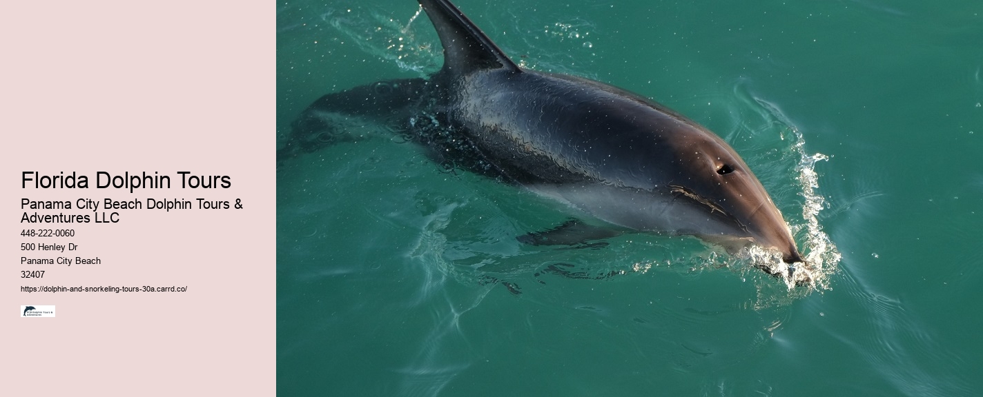 Dolphin and Snorkel Tours Panama City