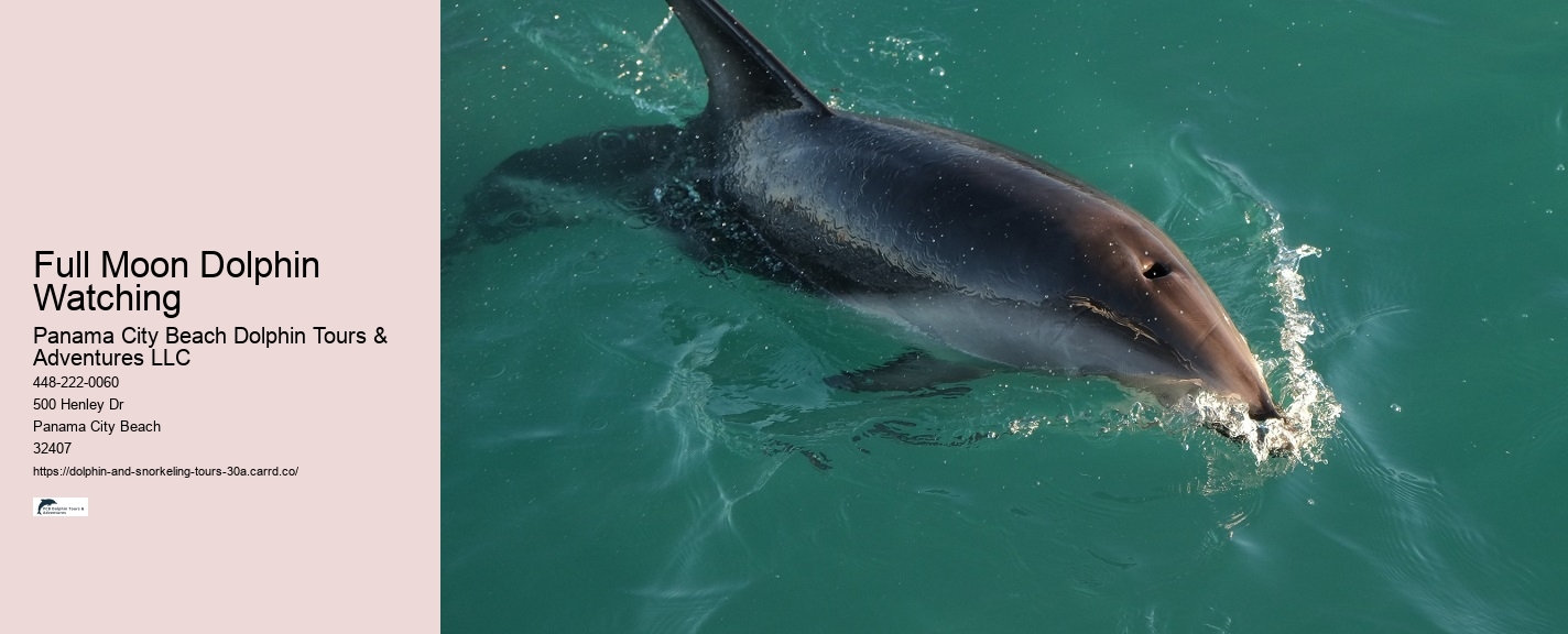 Boat Tour Dolphin
