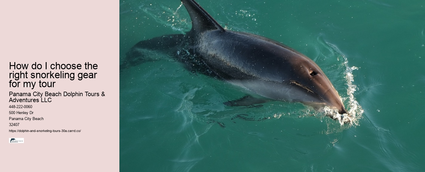 Is it better to see dolphins in the morning or afternoon