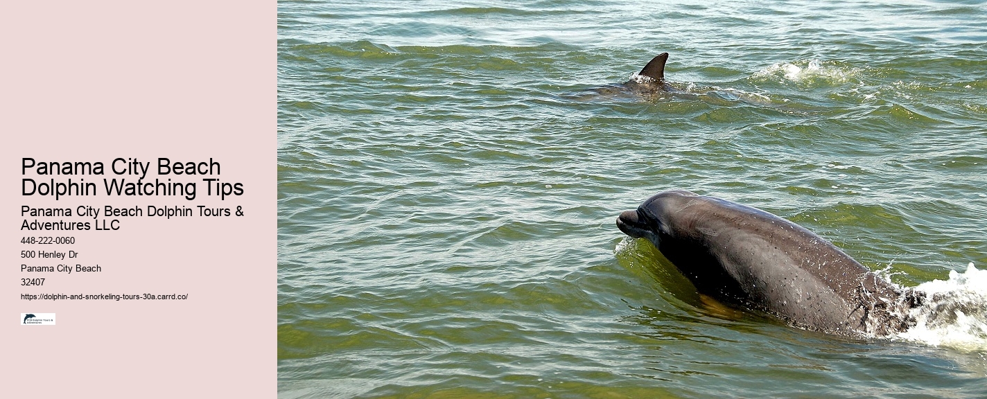 Boat Ride and Dolphin