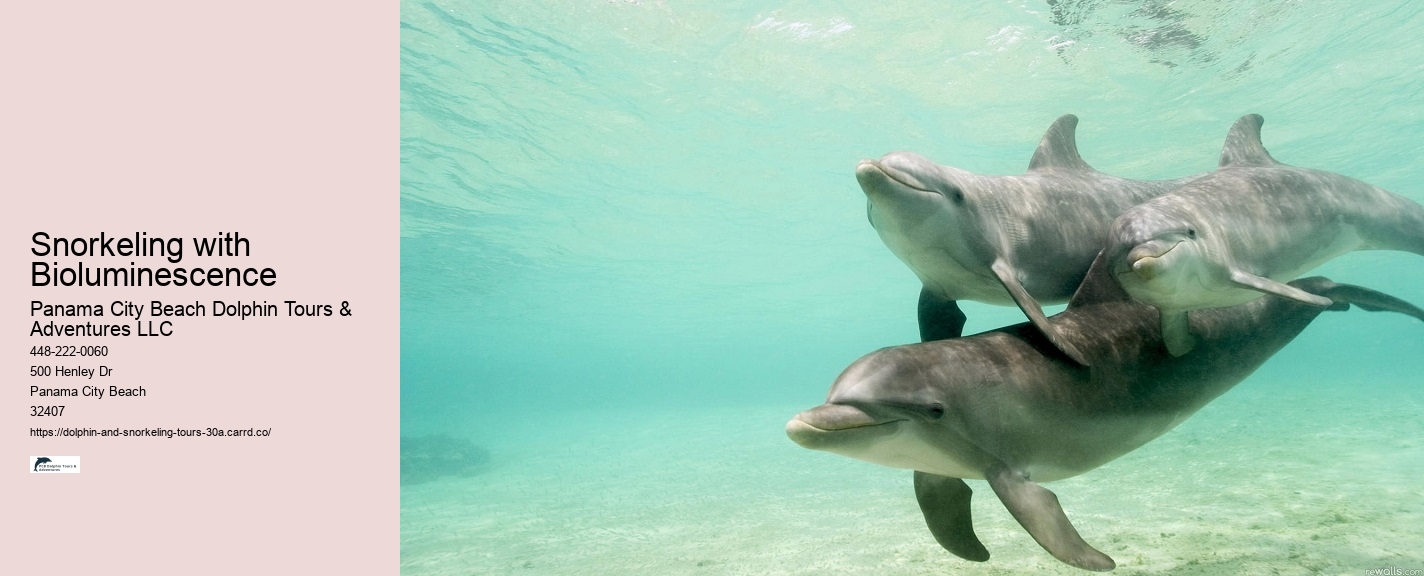 Can You Swim With Dolphins In Florida