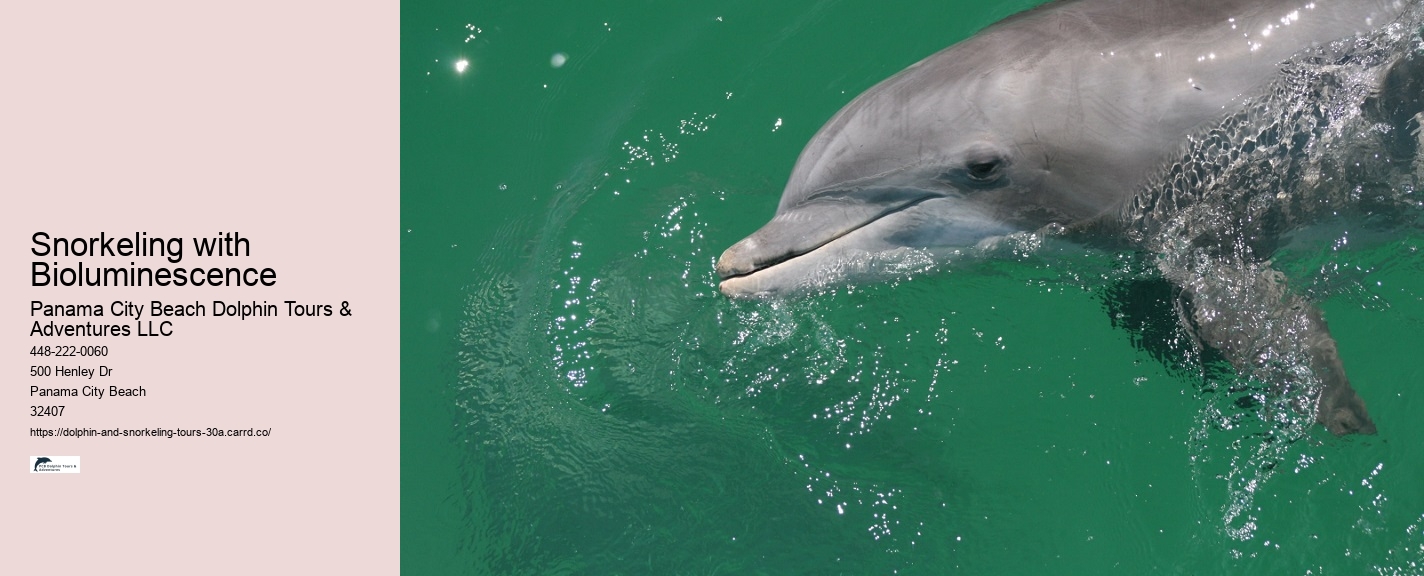Full Moon Dolphin Watching