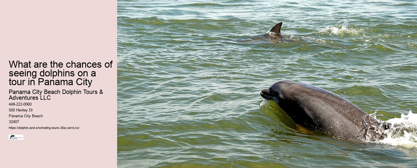 Dolphin Requirements