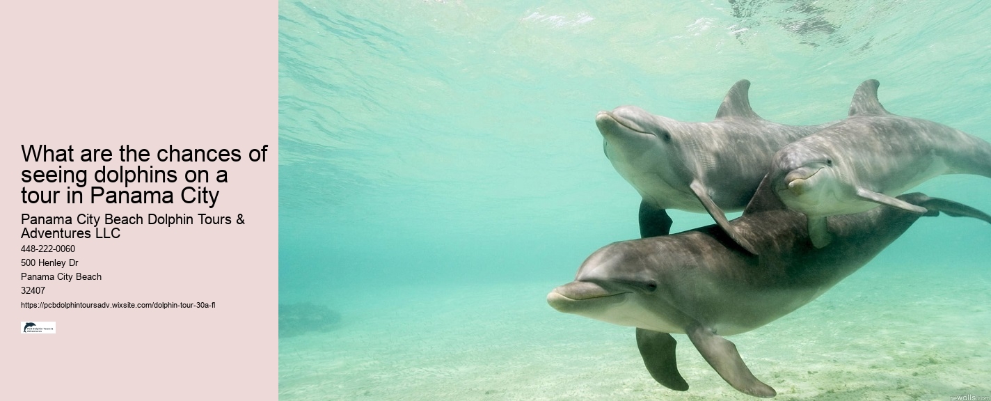 What are the chances of seeing dolphins on a tour in Panama City