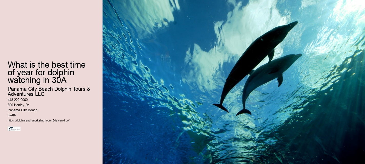 Tour Boat Dolphin Tours