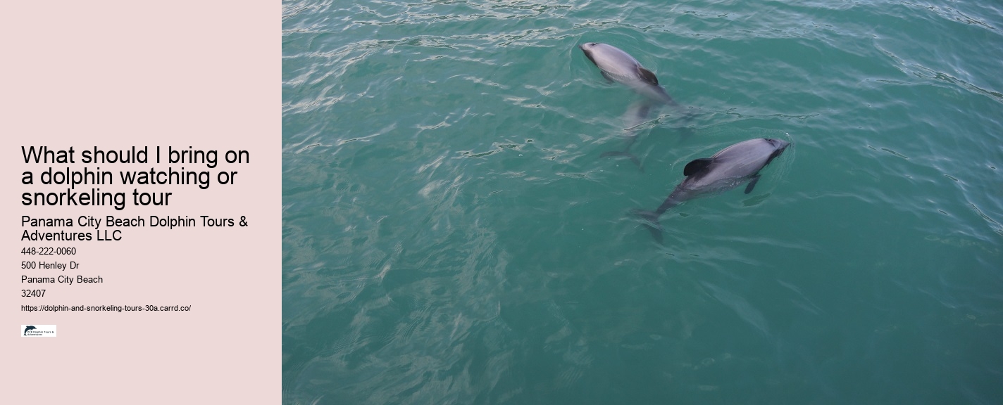 Dolphin Travels Beed Contact Number
